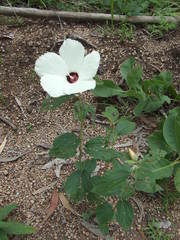 Decaschistia peninsularis