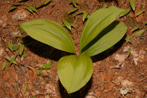 Melanthium parviflorum (Melanthium parviflorum)