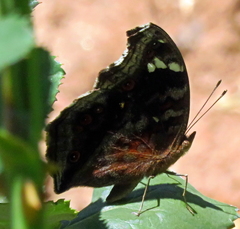 Junonia natalica natalica