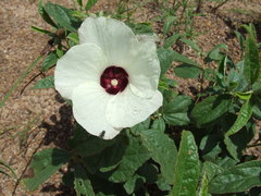 Decaschistia peninsularis