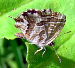 Cacyreus marshalli