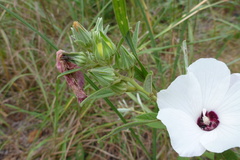 Decaschistia peninsularis