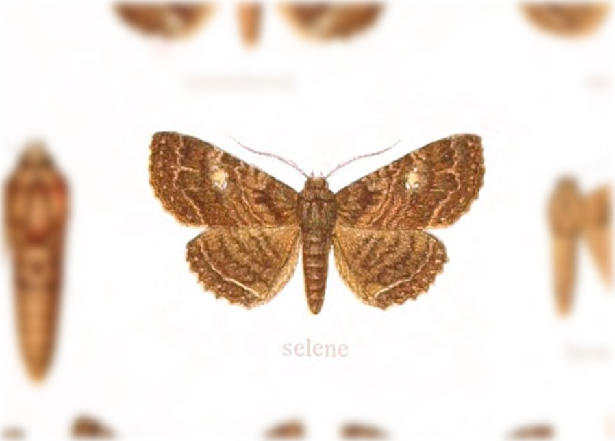 Pseudbarydia selene