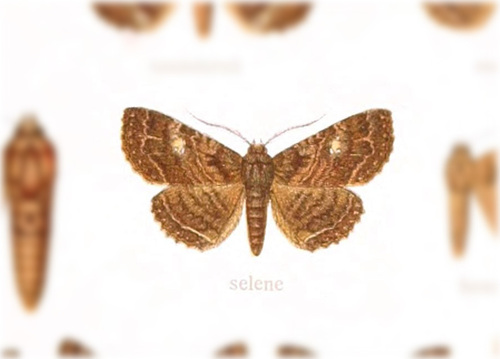 Pseudbarydia selene