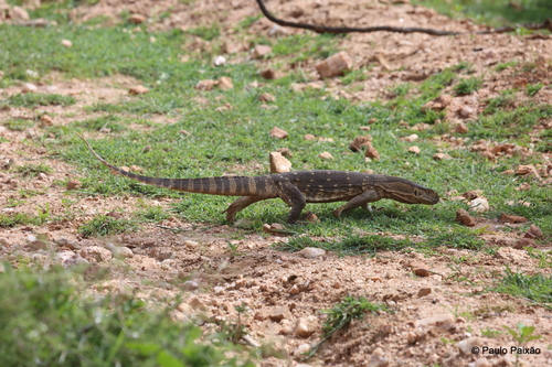 Black-throated Monitor