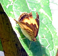 Junonia elgiva