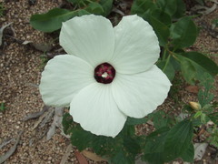 Decaschistia peninsularis