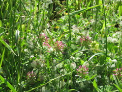 Trifolium spumosum
