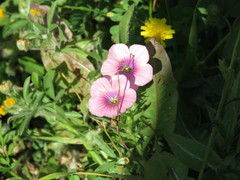 Linum pubescens