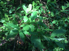 Oemleria cerasiformis