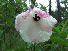 Hibiscus forsteri