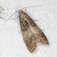 Aphomia baryptera