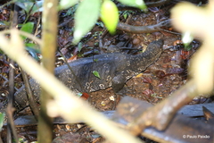 Varanus salvator salvator