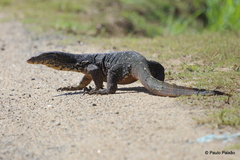 Varanus salvator salvator