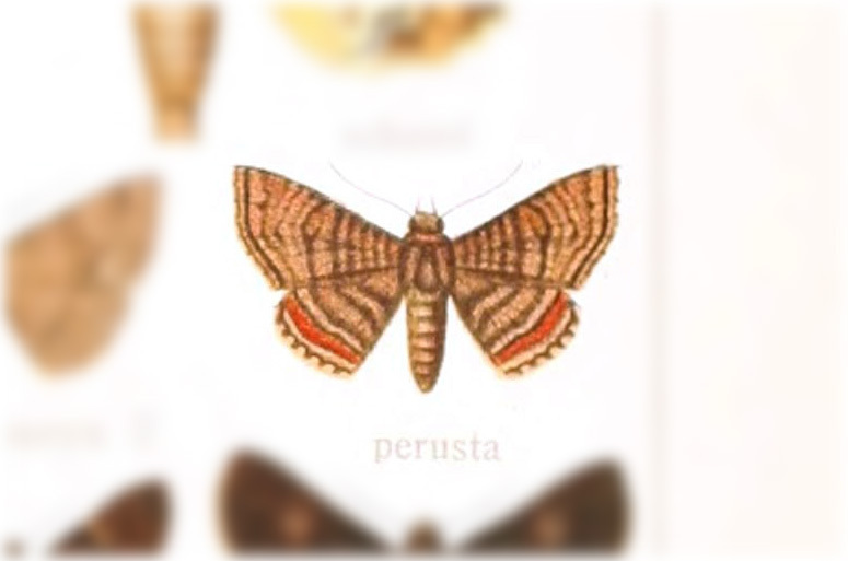 Pseudyrias perusta