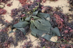 Codium platylobium
