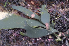 Codium platylobium
