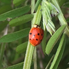 Harmonia axyridis