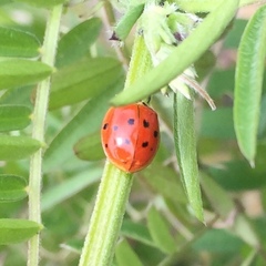 Harmonia axyridis