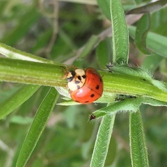 Harmonia axyridis