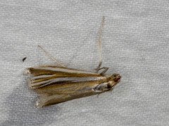 Hednota relatalis