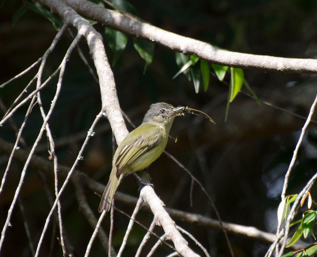 Gray-crowned Flatbill photo