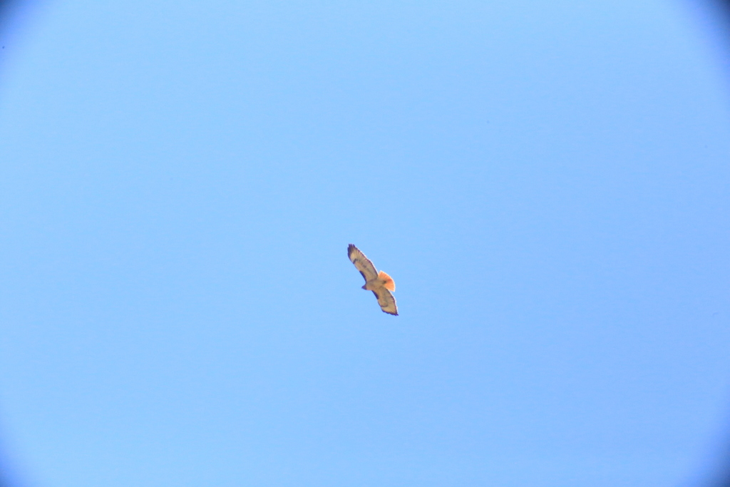 Red Tailed Hawk In January 2024 By Johnnyrhomboid INaturalist   Large 