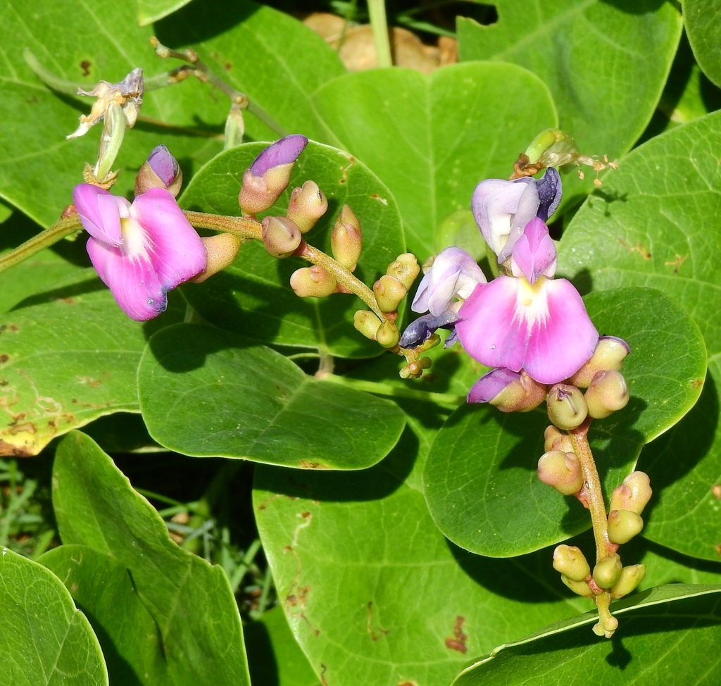 Beach Bean from Bathsheba Park, Hill Crest, Saint Joseph Barbados on ...