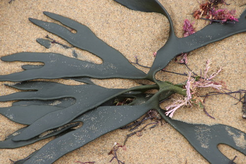 Image of Flatlobe Codium (Codium platylobium) by (c) Tony Rebelo, some rights reserved (CC BY-SA)