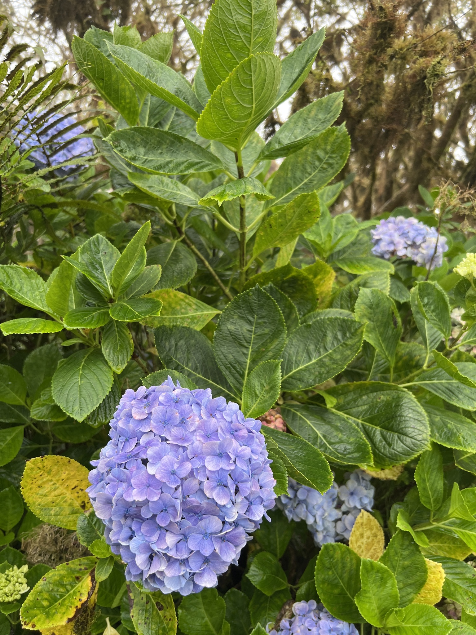 Imagem de Hortênsia
