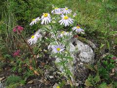 Aster hispidus