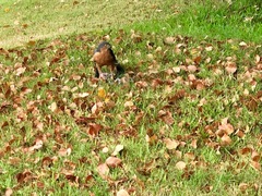 Accipiter rufiventris