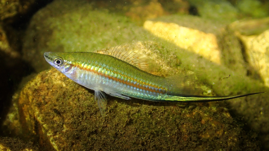 Green Swordtail In January 2024 By H T Cheng INaturalist   Large 