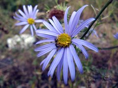 Aster hispidus