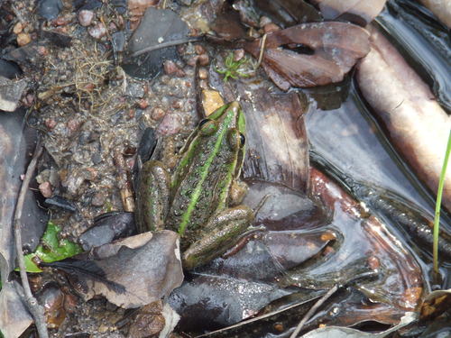 Cyclorana alboguttata
