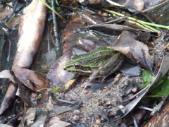 Ranoidea alboguttata