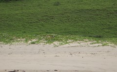 Ipomoea pes-caprae brasiliensis