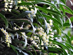 Pholidota cantonensis