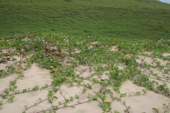 Ipomoea pes-caprae brasiliensis