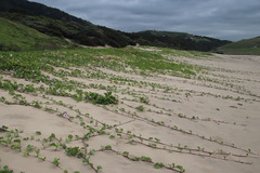 Ipomoea pes-caprae brasiliensis