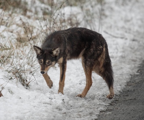 Coyote photographed in Maryland