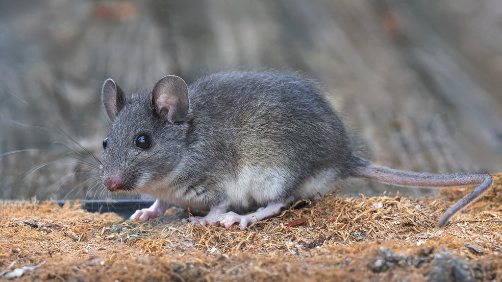 Eastern Woodrat in December 2023 by Mark Shields. Live-trapped inside ...