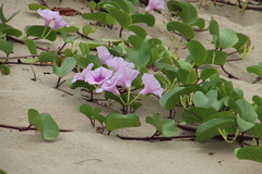 Ipomoea pes-caprae brasiliensis