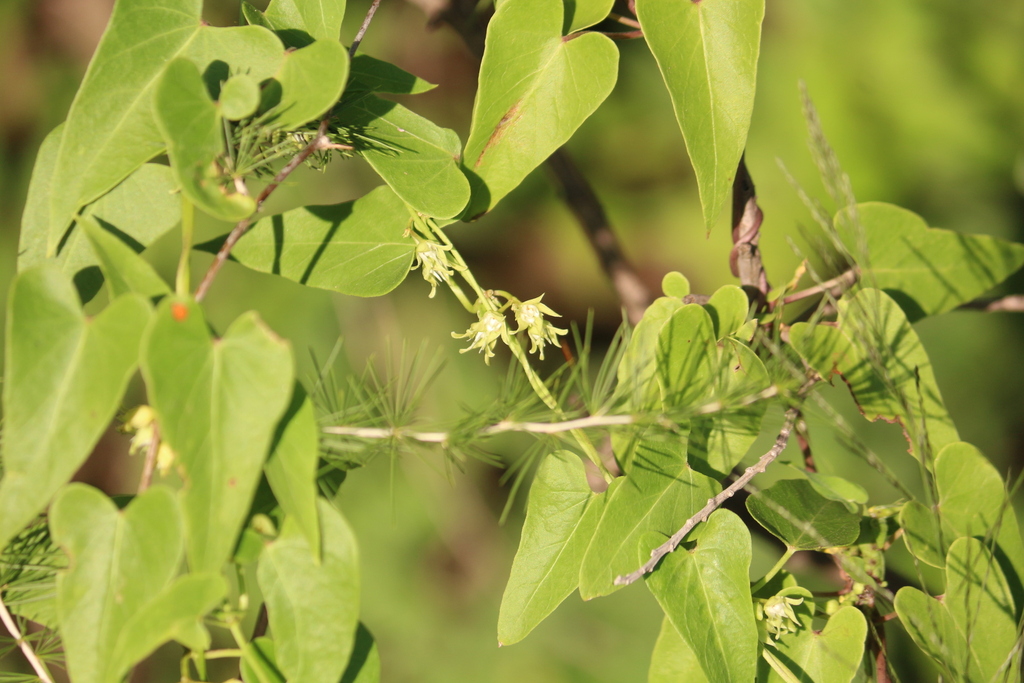Green Buckhorn