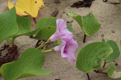 Ipomoea pes-caprae brasiliensis