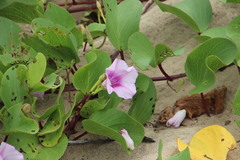 Ipomoea pes-caprae brasiliensis