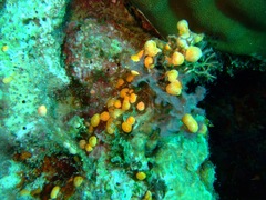 Aplousobranchia