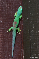 Phelsuma lineata