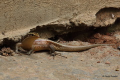 Zonosaurus madagascariensis