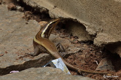 Zonosaurus madagascariensis